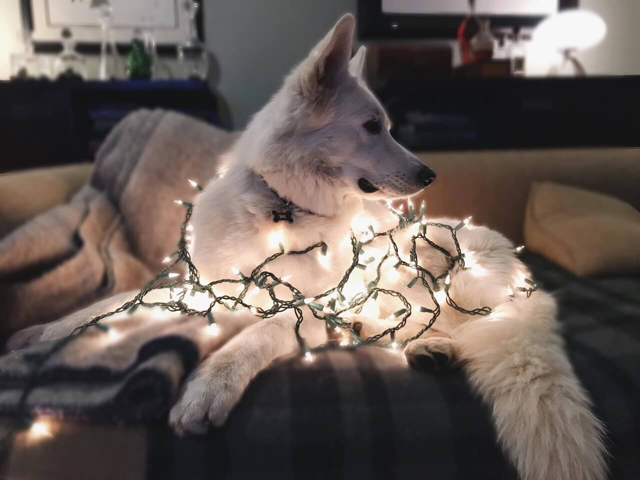 BBS with Christmas Lights Berger Blanc Suisse with Christmas lights