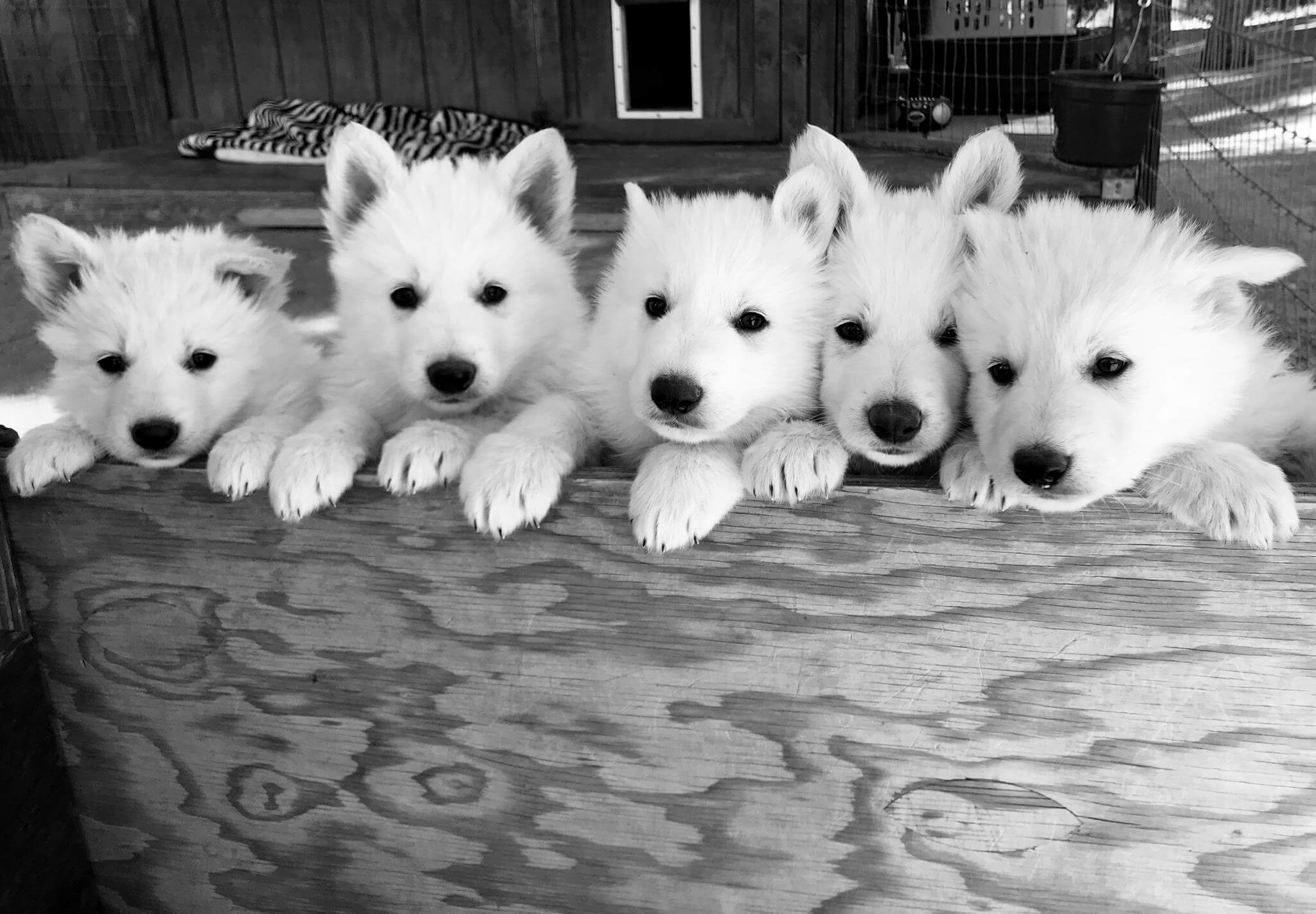 five white swiss shepherd puppies standing up on a gate