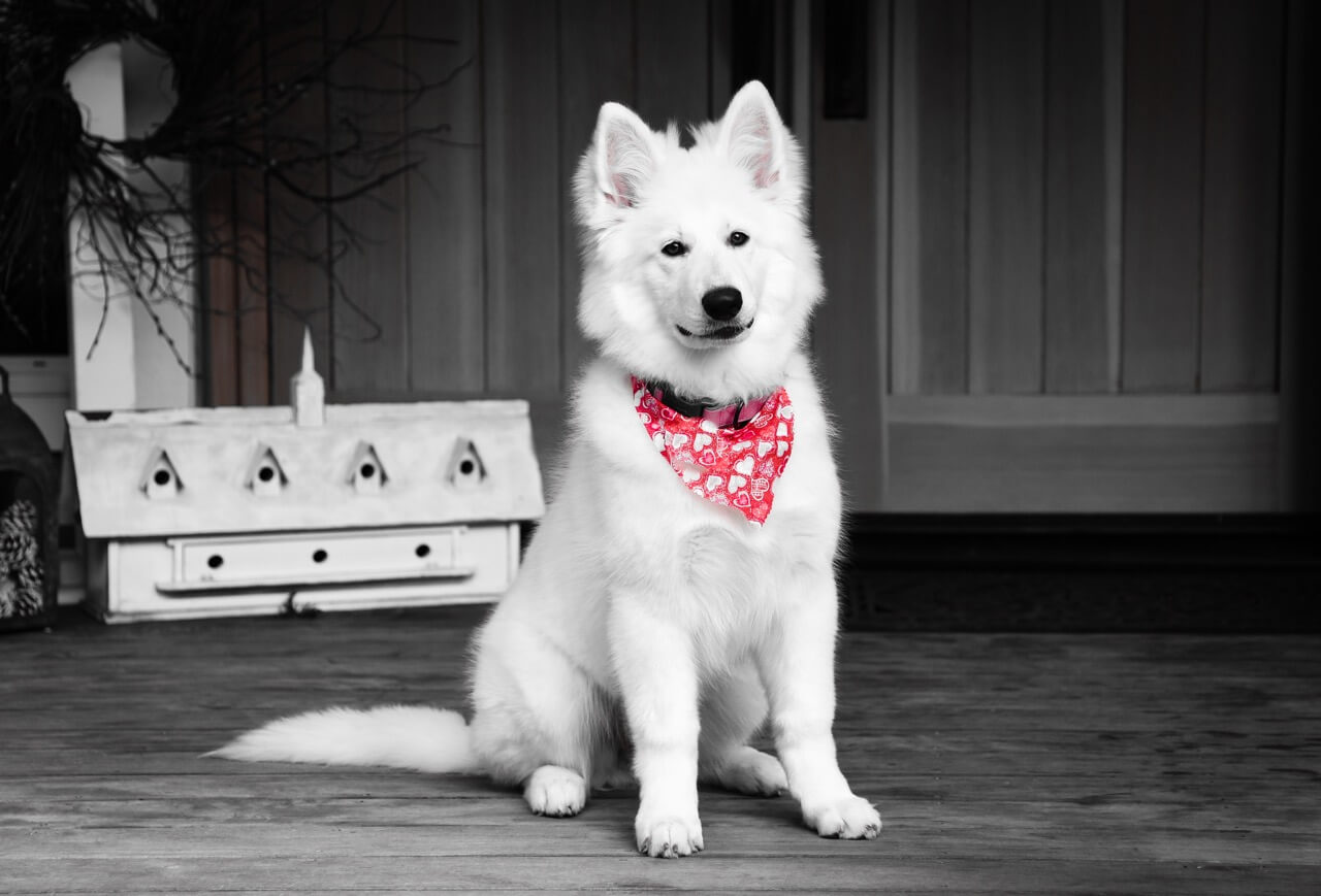 berger blanc suisse dog sitting
