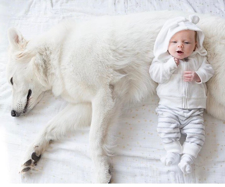 Berger Blanc Suisse and Baby Baby laying on top of Berger Blanc Suisse Dog