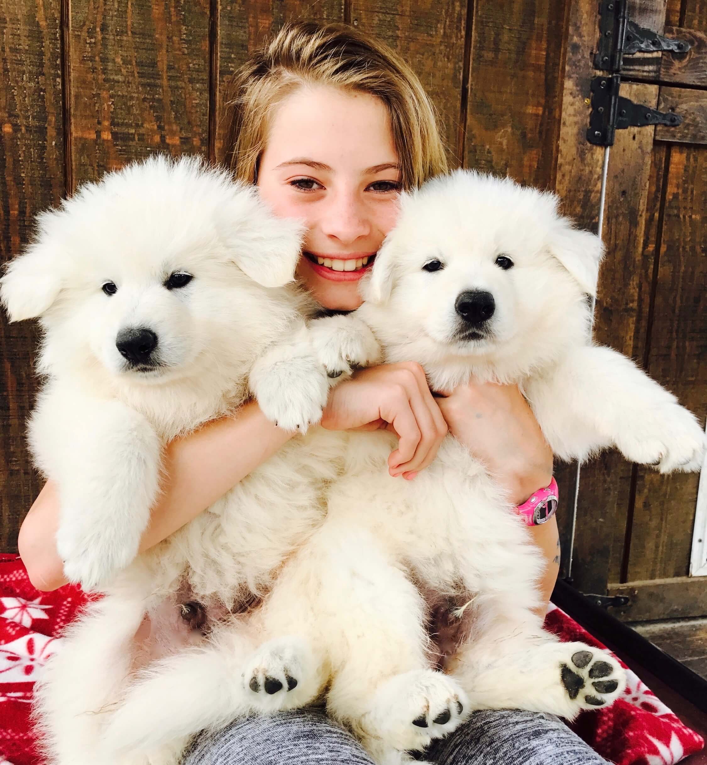 teenage girl holding two white swiss shepherd puppies