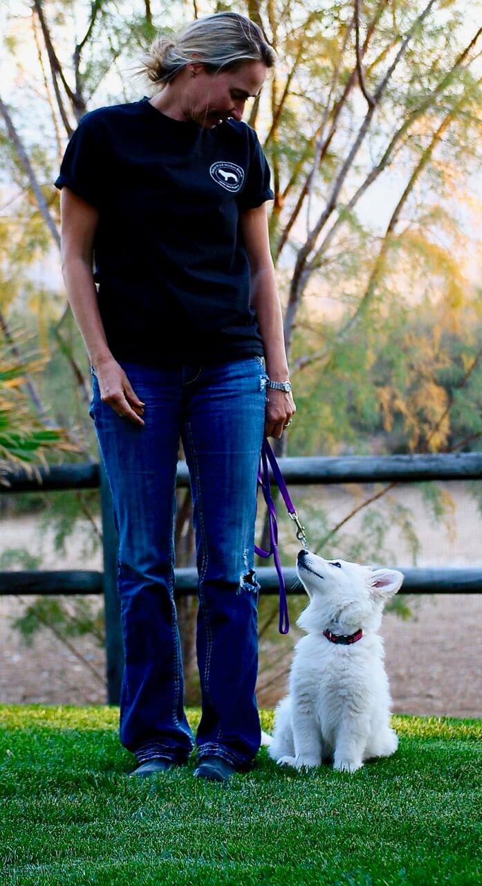white swiss shepherd puppy training