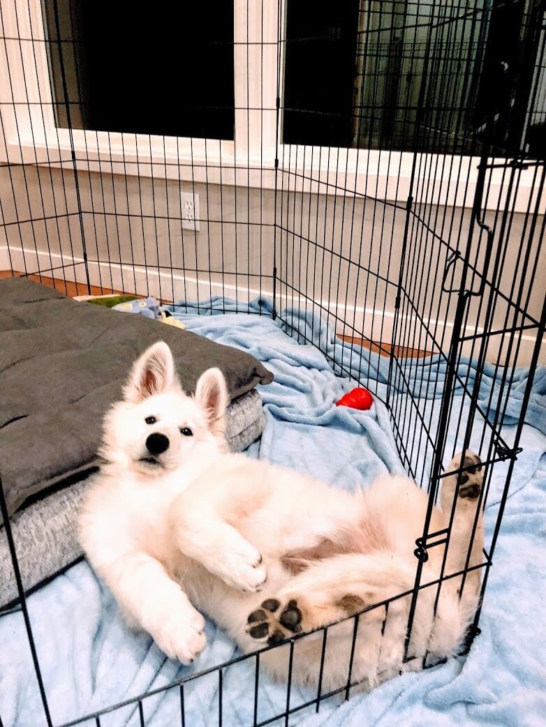 Swiss Shepherd Puppy in Crate White Swiss Shepherd Puppy laying down on its back in their crate