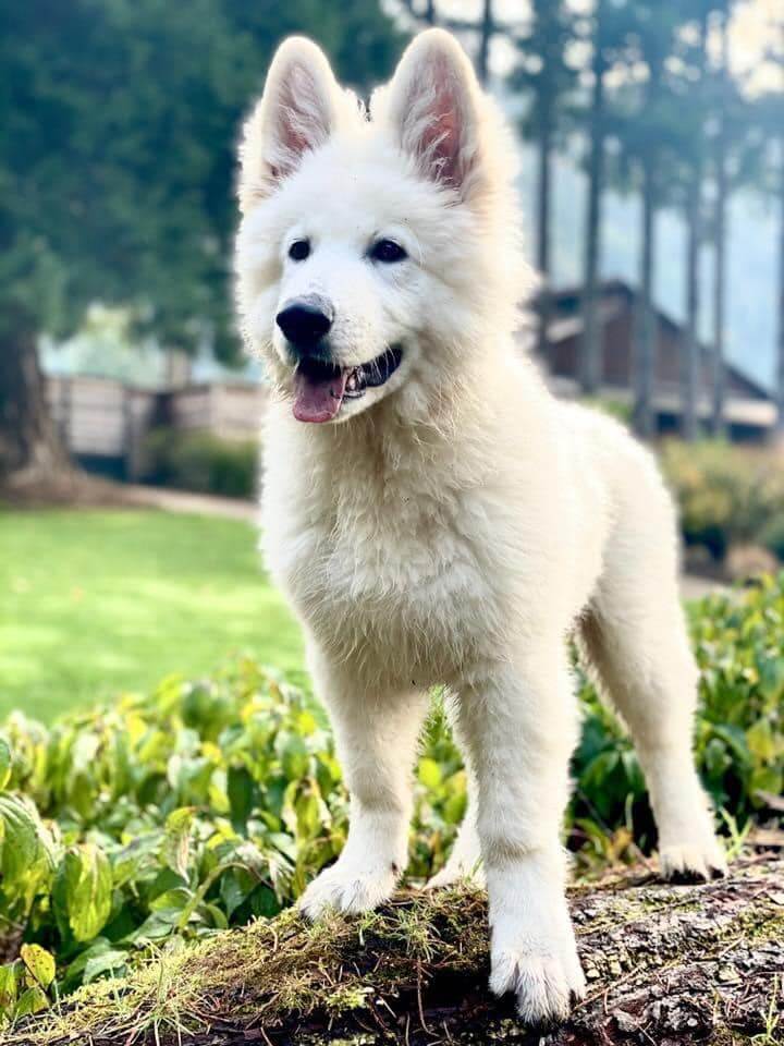Berger Blanc Suisse Puppy on a Log Berger Blanc Suisse Puppy on a Log