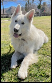 White Swiss Shepherd dog White Swiss Shepherd laying down outside