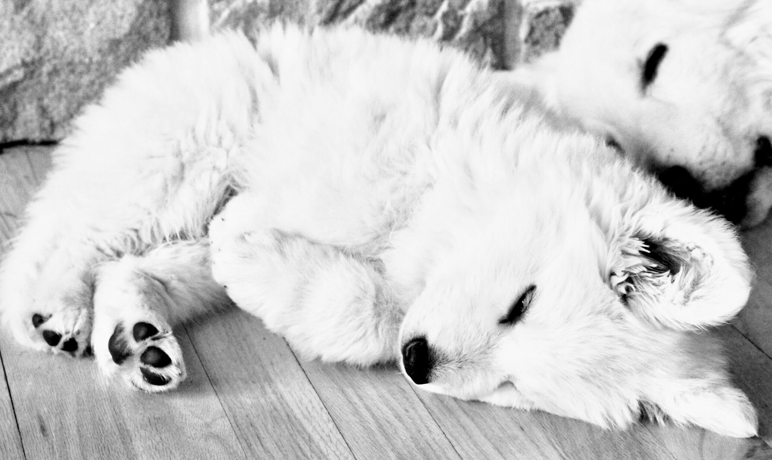 white swiss shepherd puppy napping