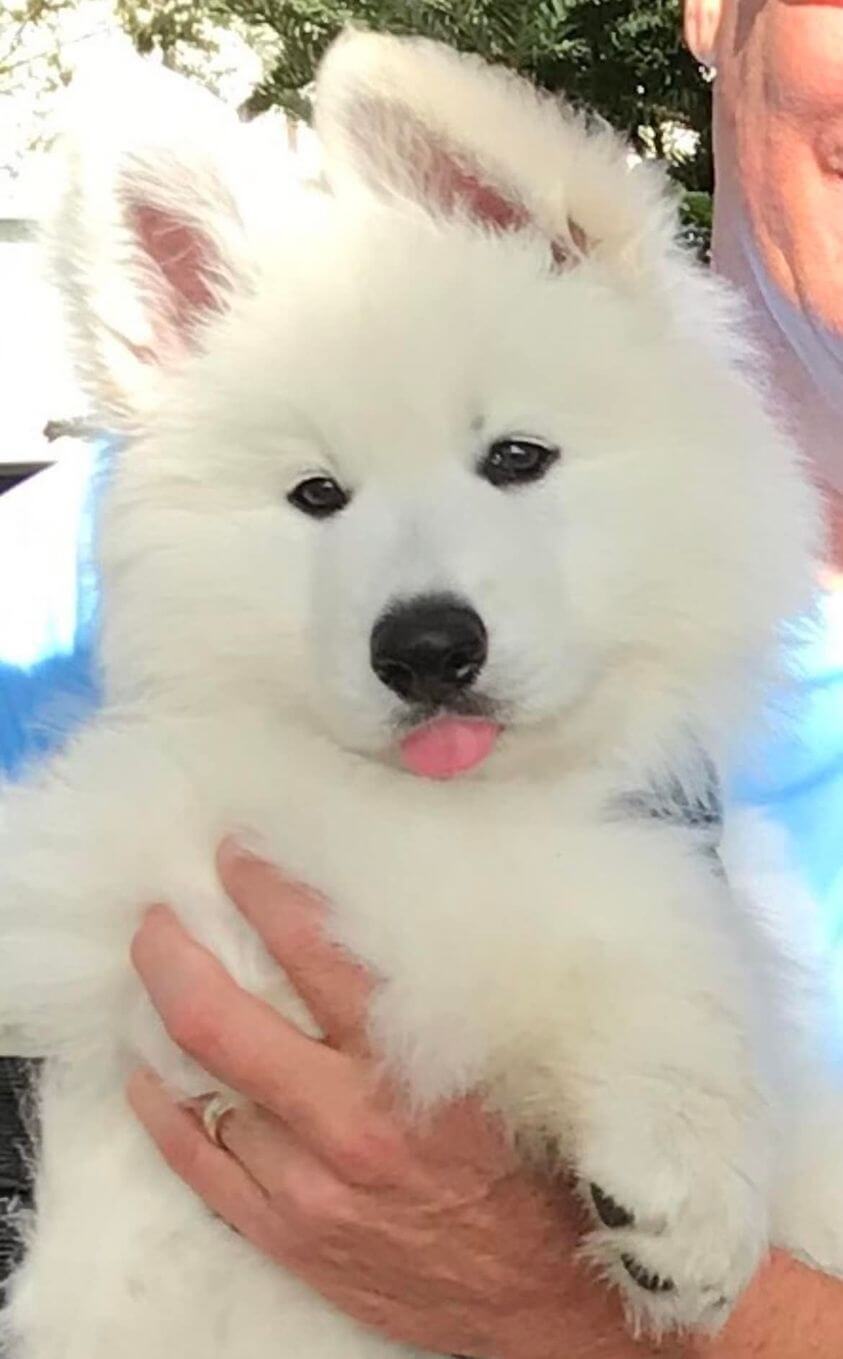 white swiss shepherd puppy with its tongue sticking out