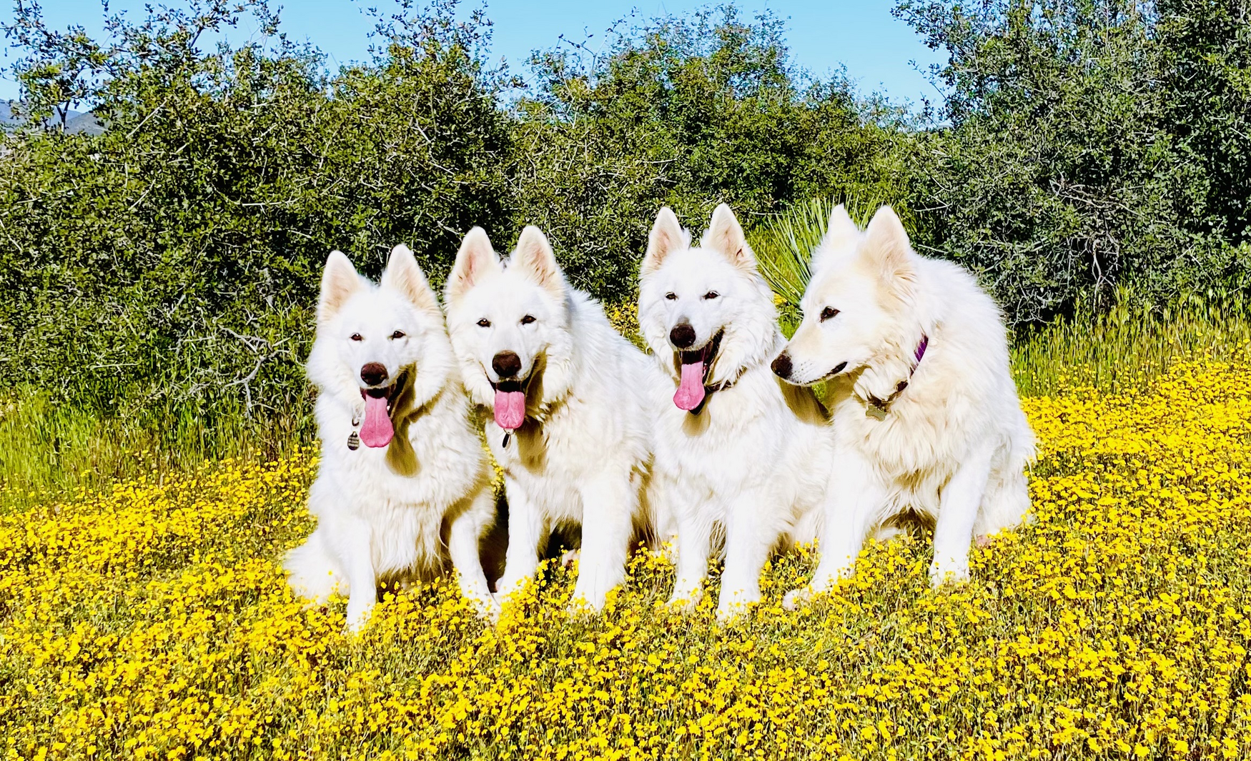 four white swiss shepherds four white swiss shepherd dogs laying down on flowers
