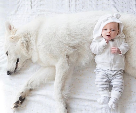 baby and white swiss shepherd baby laying on white swiss shepherd dog