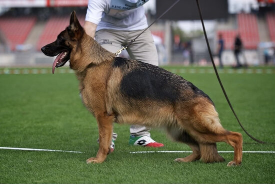 german shepherd standard