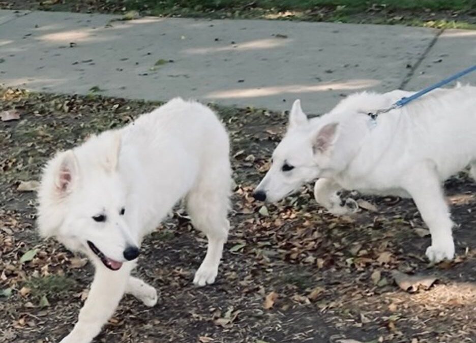 How to Stop Your White Swiss Shepherd Dog From Pulling on the Leash